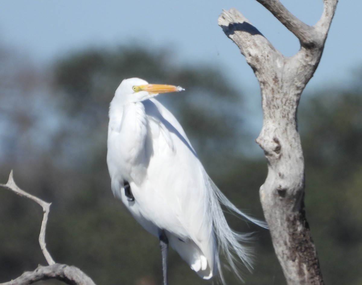 Great Egret - ML646671494