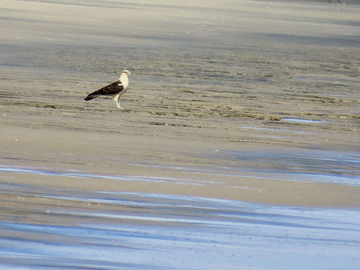 Yellow-headed Caracara - ML646671495