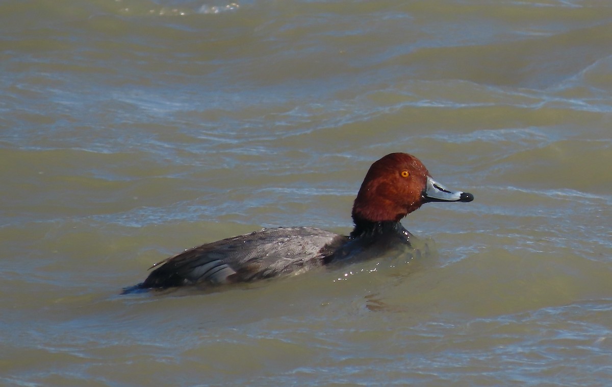 Redhead - ML646671497