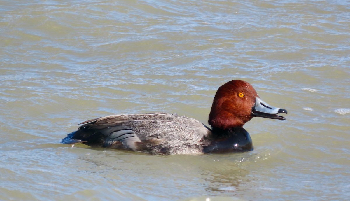 Redhead - ML646671498