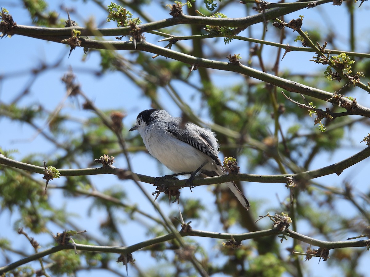 White-browed Gnatcatcher - ML646671499