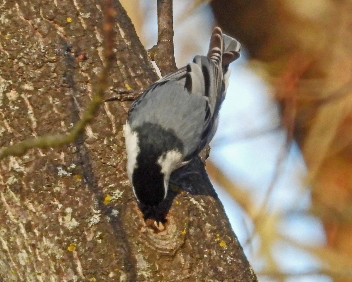 White-breasted Nuthatch - ML646671500