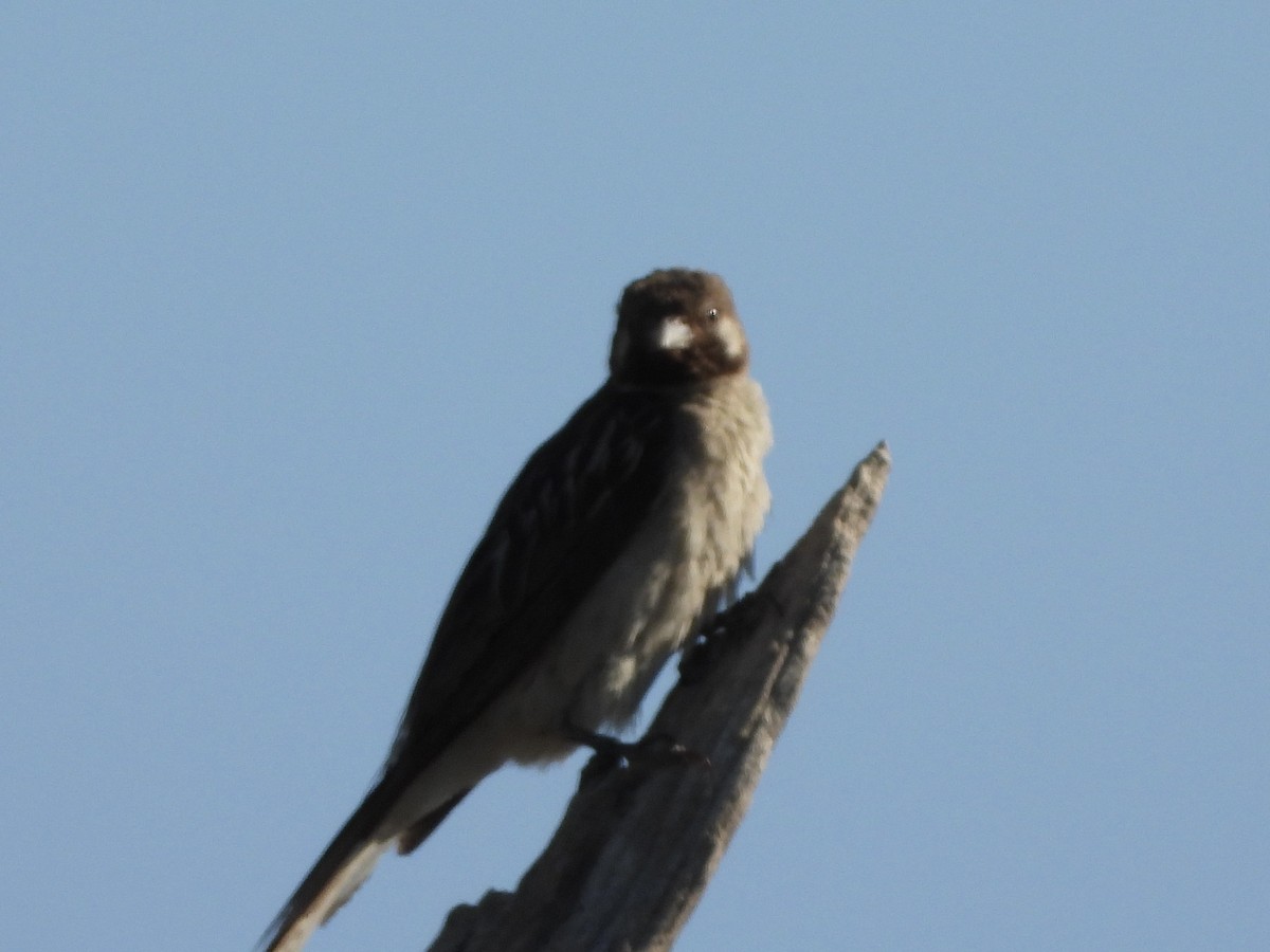 Greater Honeyguide - ML646671502