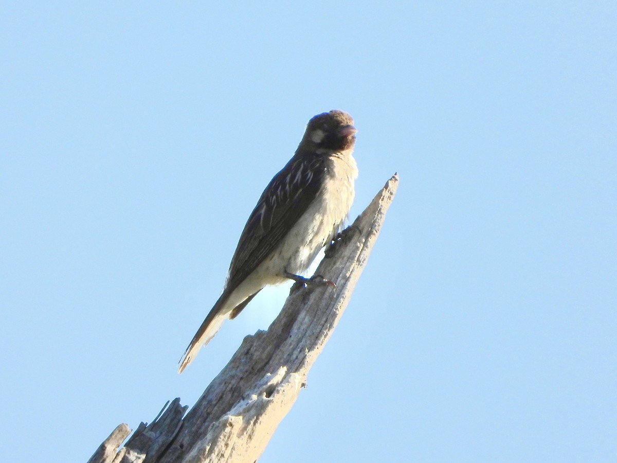 Greater Honeyguide - ML646671503
