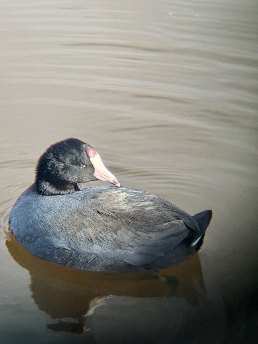 American Coot - ML646671504