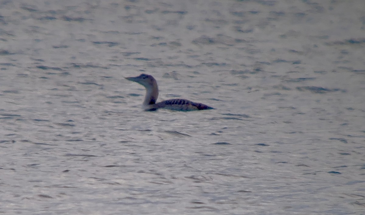 Yellow-billed Loon - ML646671507