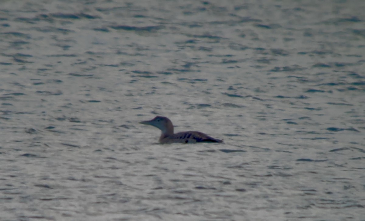 Yellow-billed Loon - ML646671508