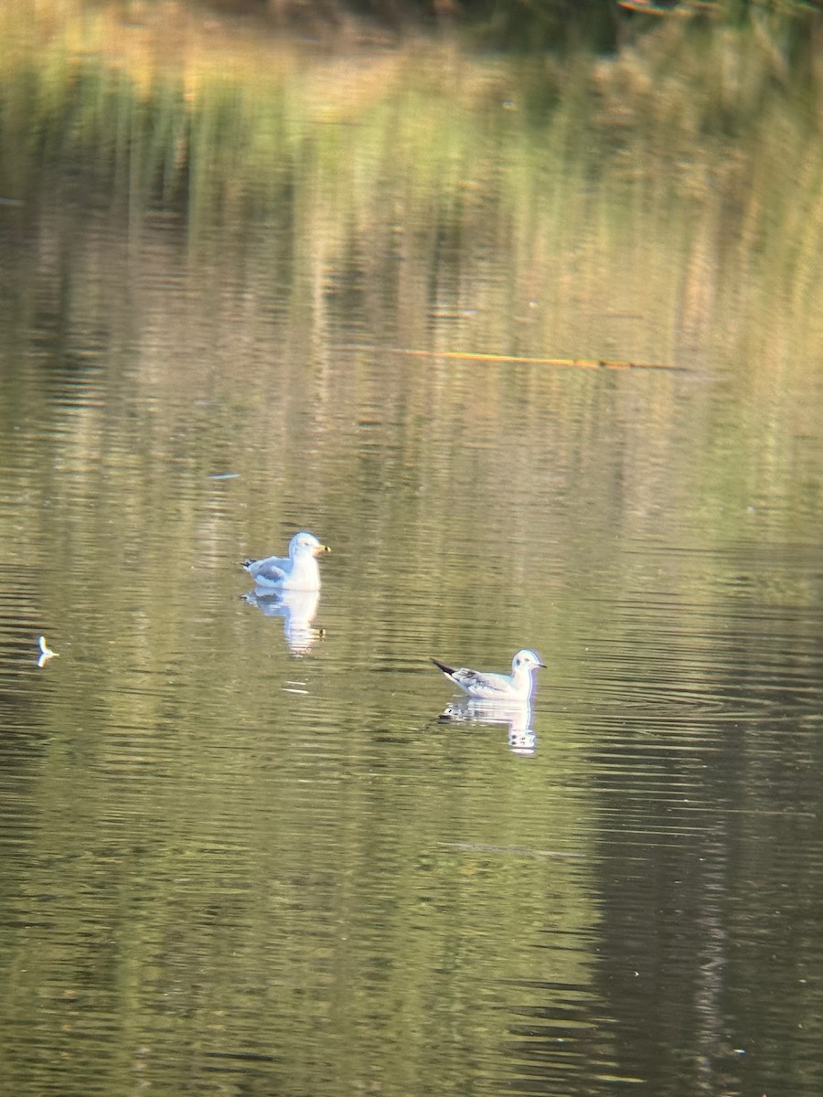Bonaparte's Gull - ML646671510