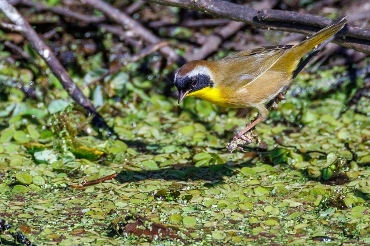 Common Yellowthroat - ML646671513