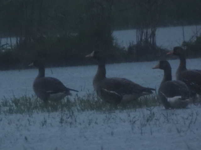 Lesser White-fronted Goose - ML646671516