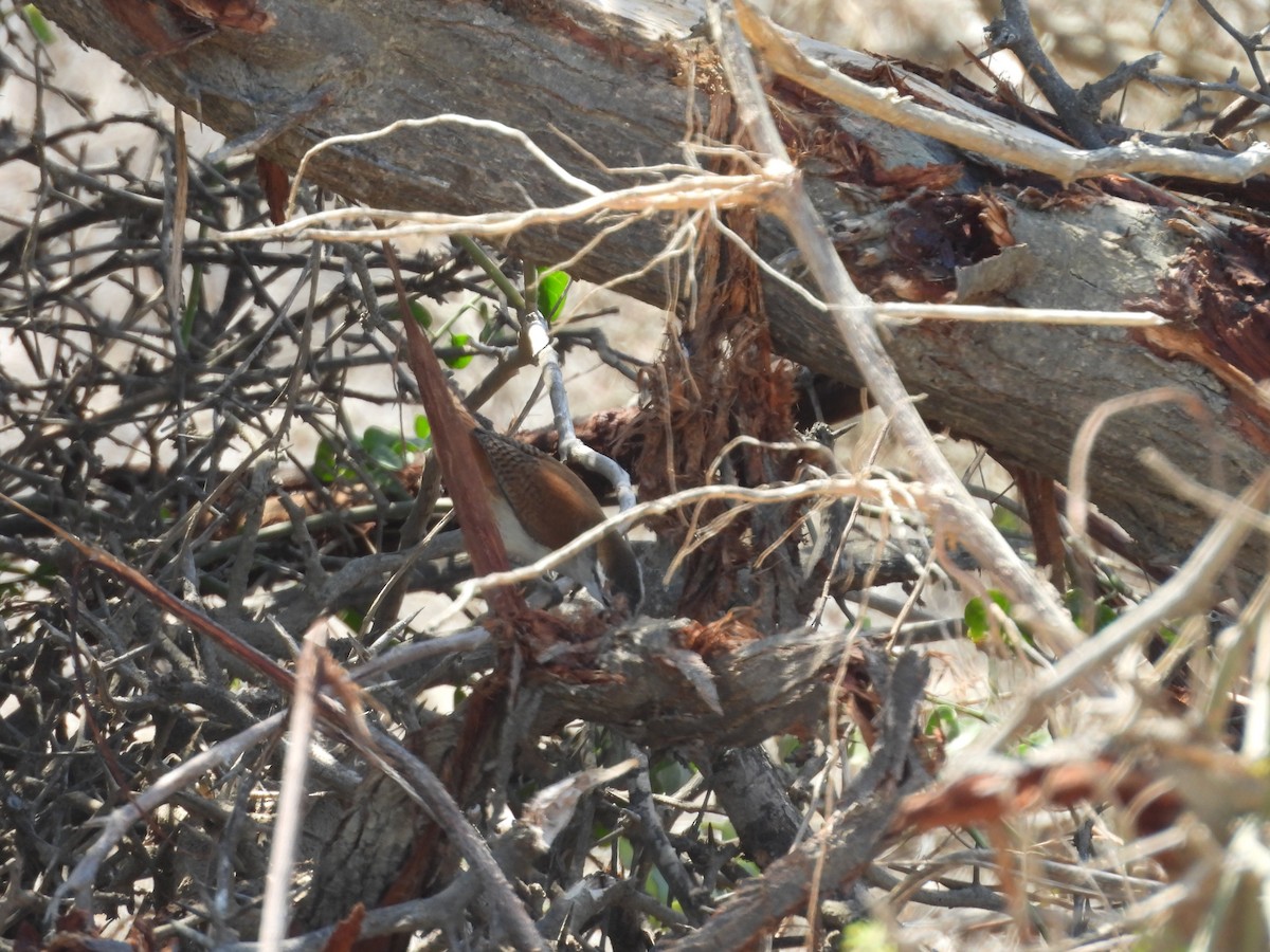 Superciliated Wren - ML646671518