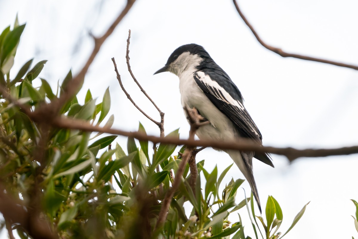 Weißflügel-Raupenfänger - ML646671519