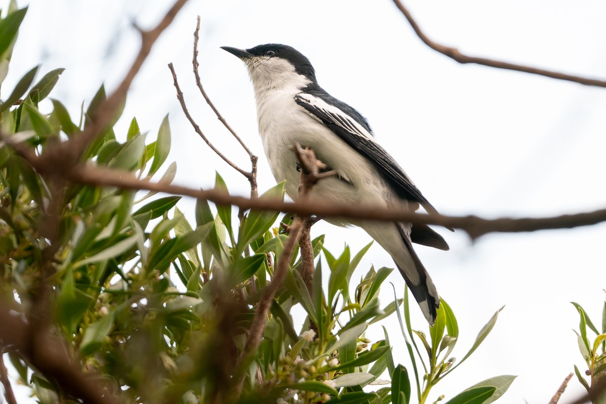 Weißflügel-Raupenfänger - ML646671520