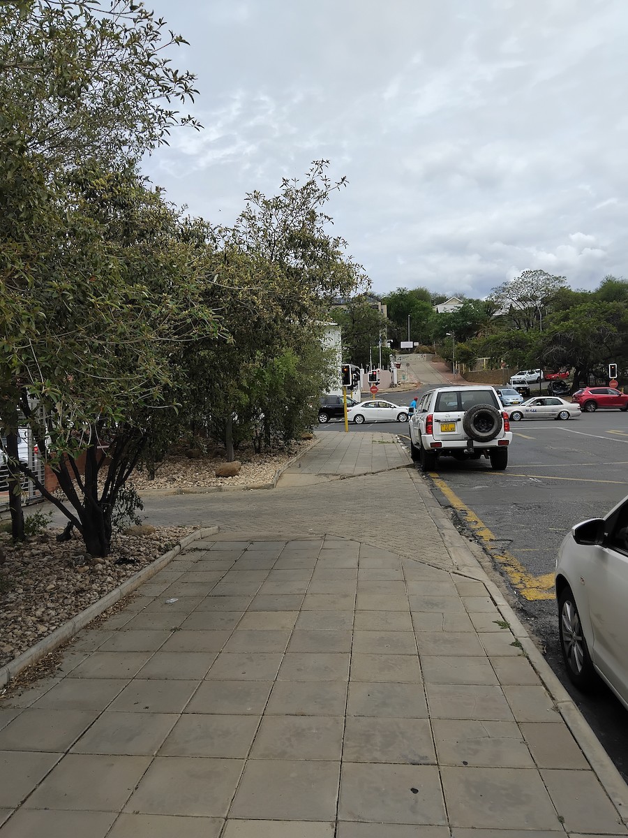 Laughing Dove - ML646671524