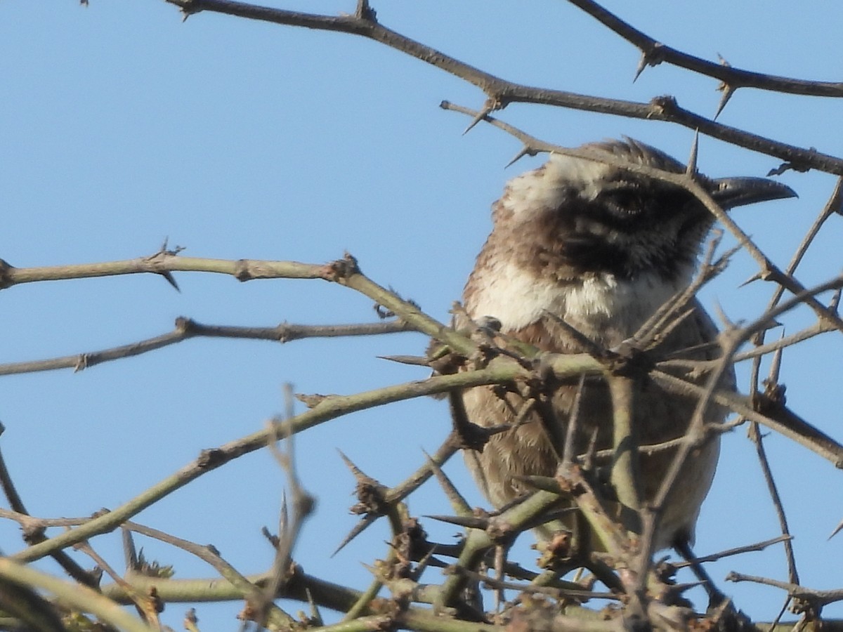Long-tailed Mockingbird - ML646671527