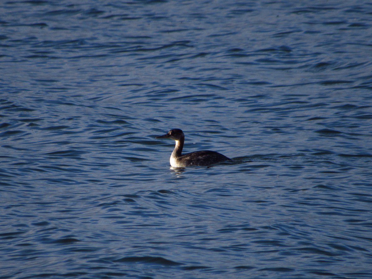 Somormujo Cuellirrojo - ML646671528