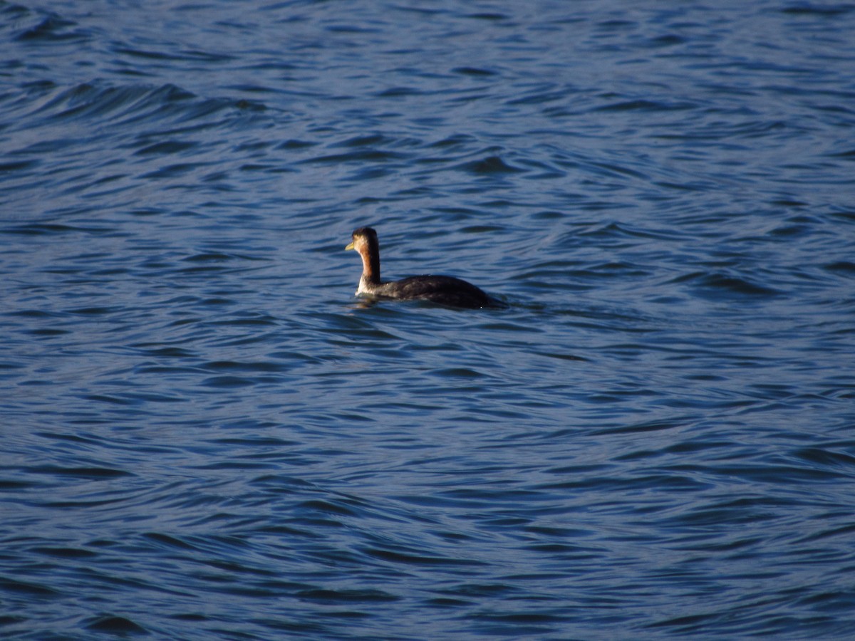 Somormujo Cuellirrojo - ML646671529