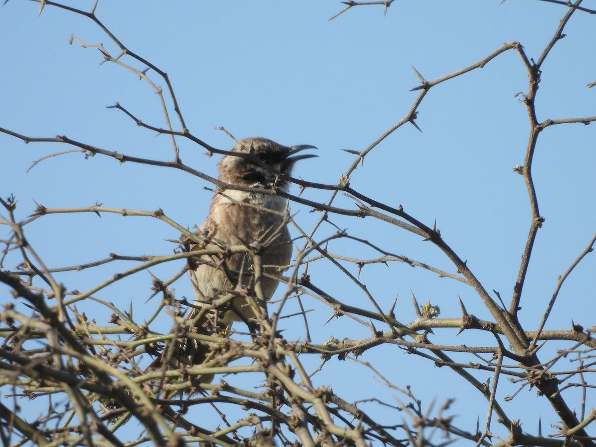 Long-tailed Mockingbird - ML646671530