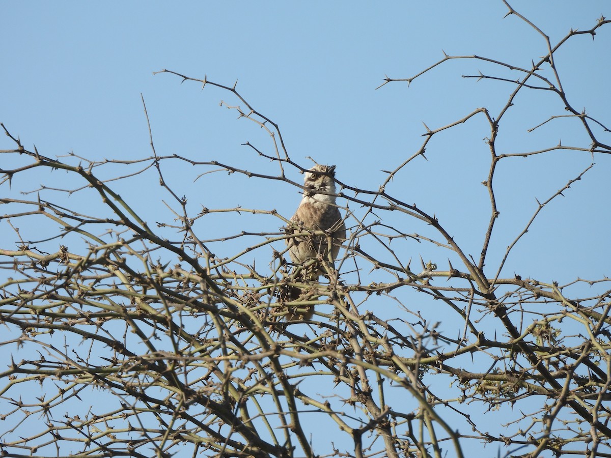 Long-tailed Mockingbird - ML646671531