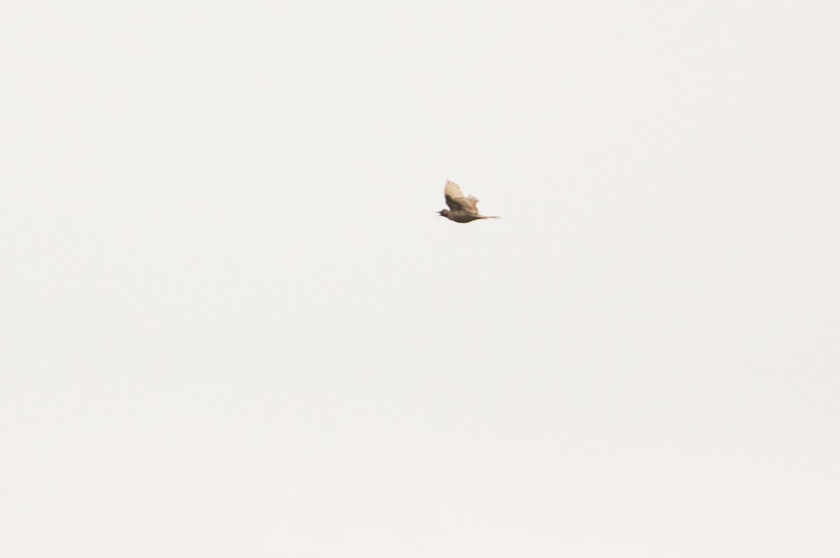 Schwarzbauch-Buschsänger - ML646671538