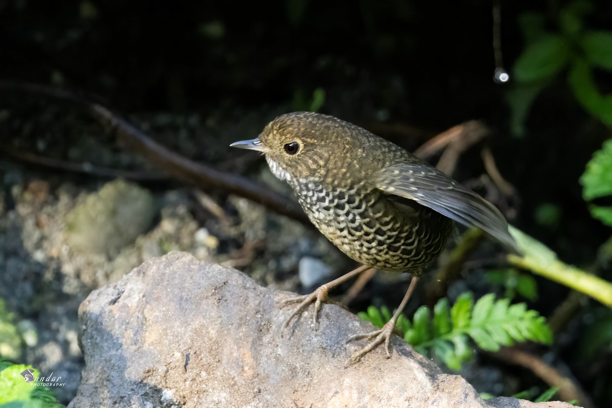 Scaly-breasted Cupwing - ML646671539