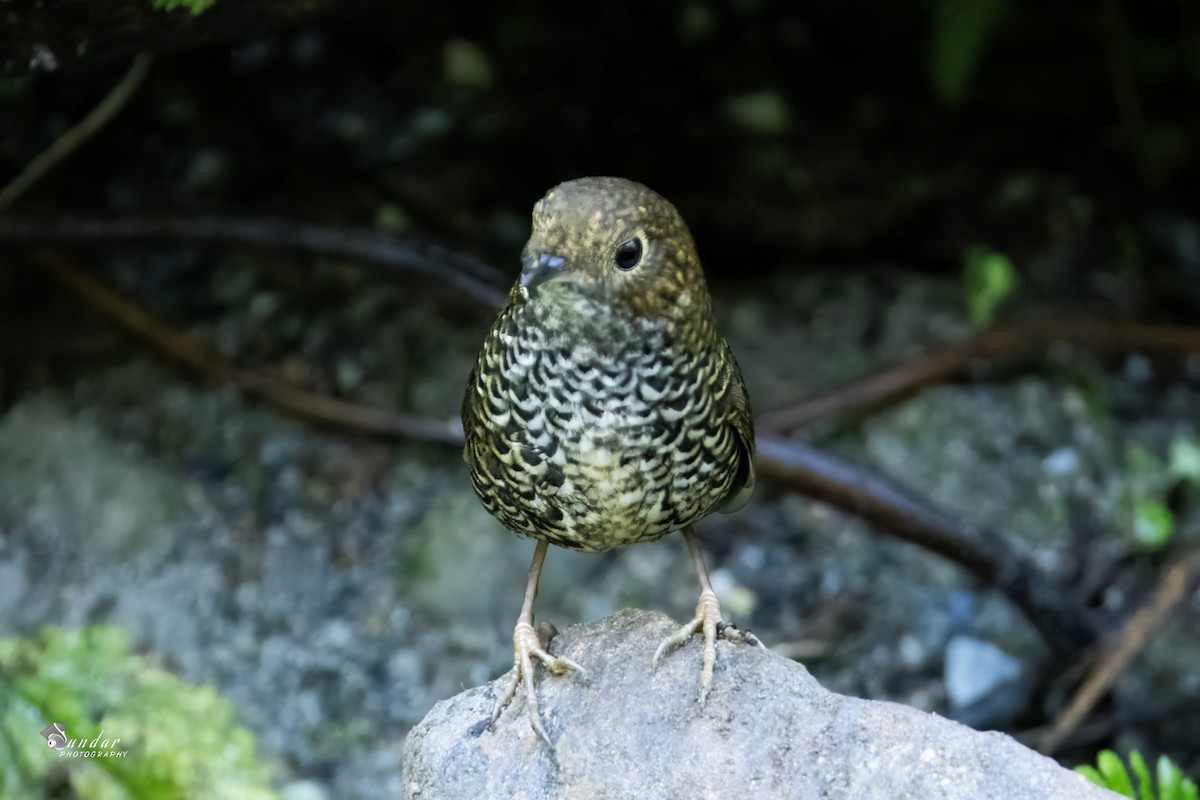 Scaly-breasted Cupwing - ML646671540