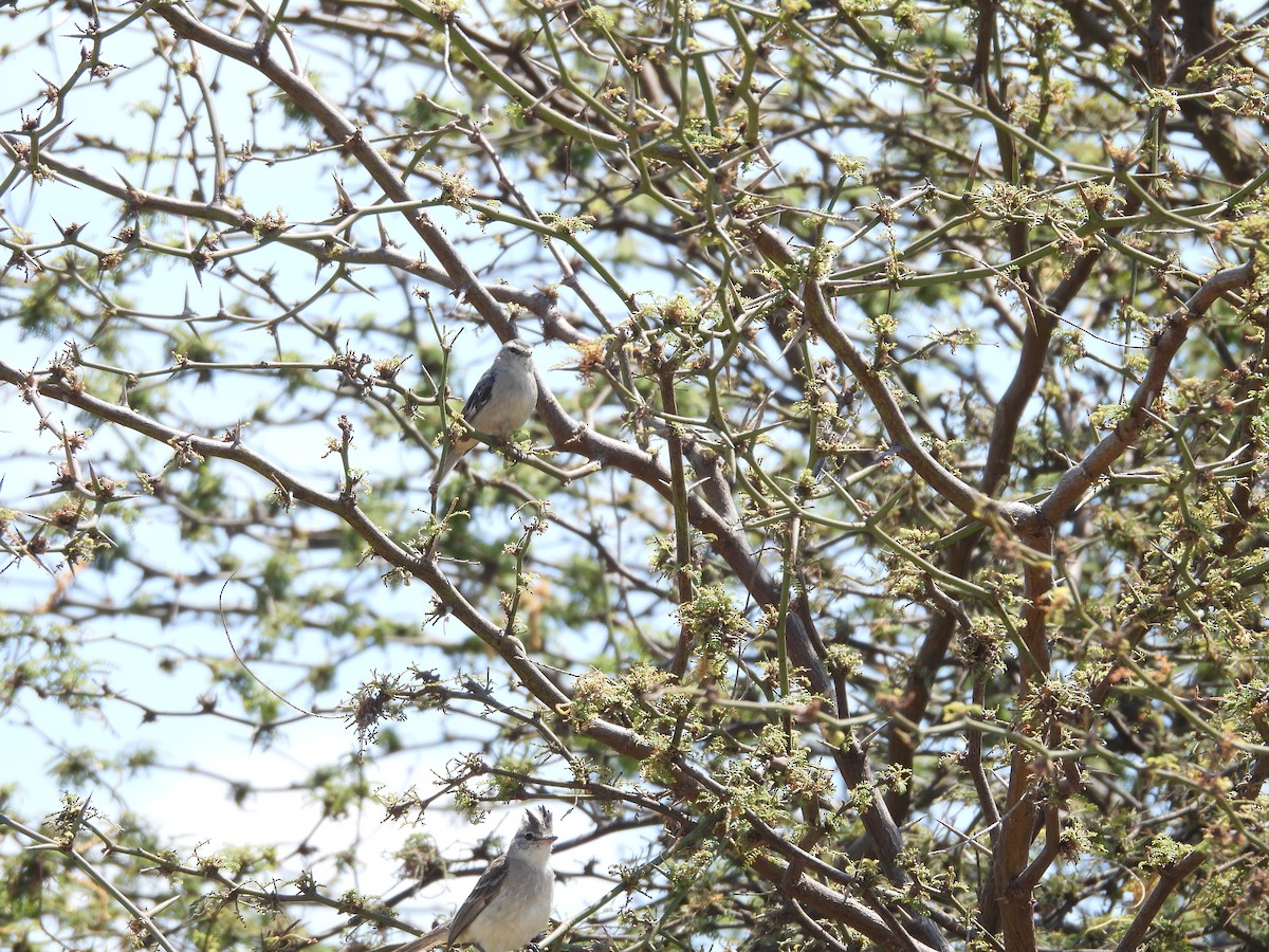 Cinereous Conebill - ML646671546