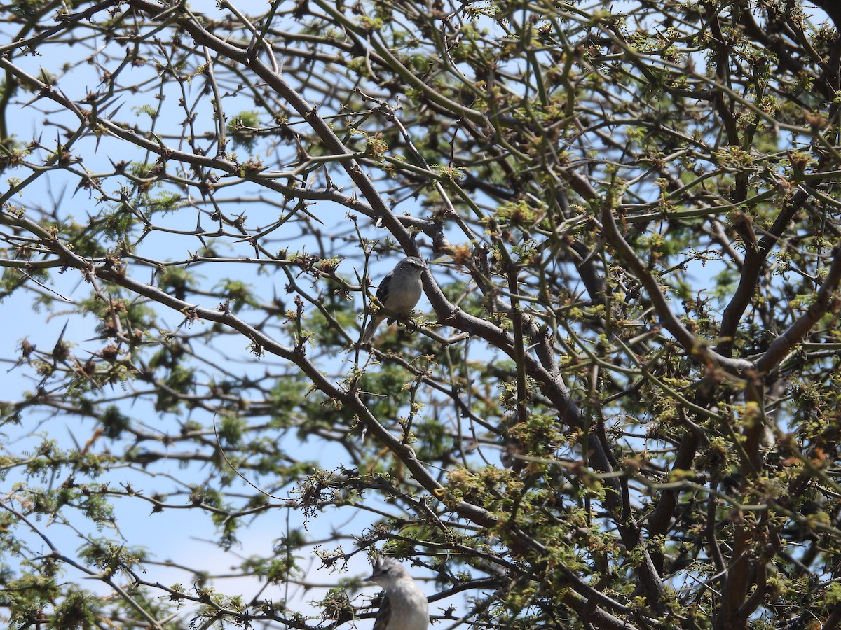 Cinereous Conebill - ML646671547