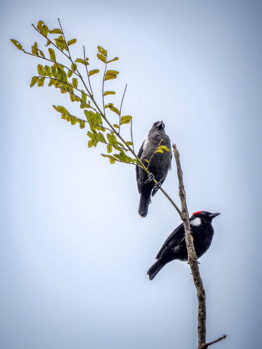 Scarlet-browed Tanager - ML646671549