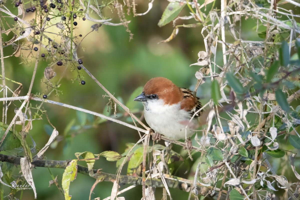 Горобець рудий - ML646671551