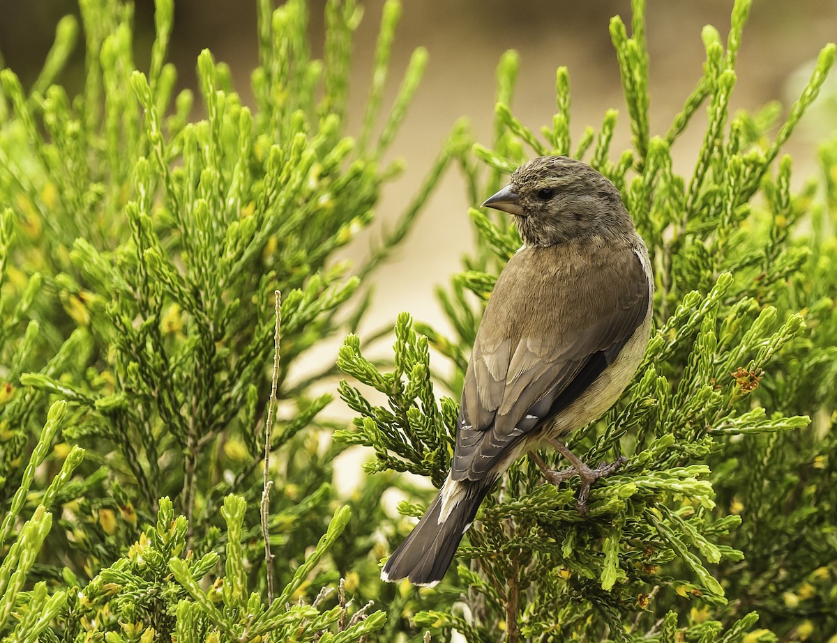 Cape Siskin - ML646671552