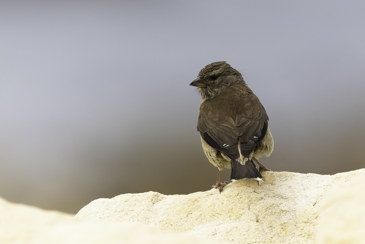 Cape Siskin - ML646671553