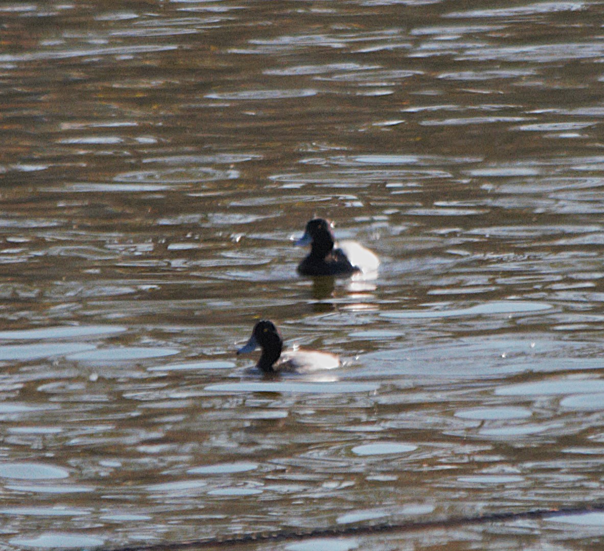 Lesser Scaup - ML646671555
