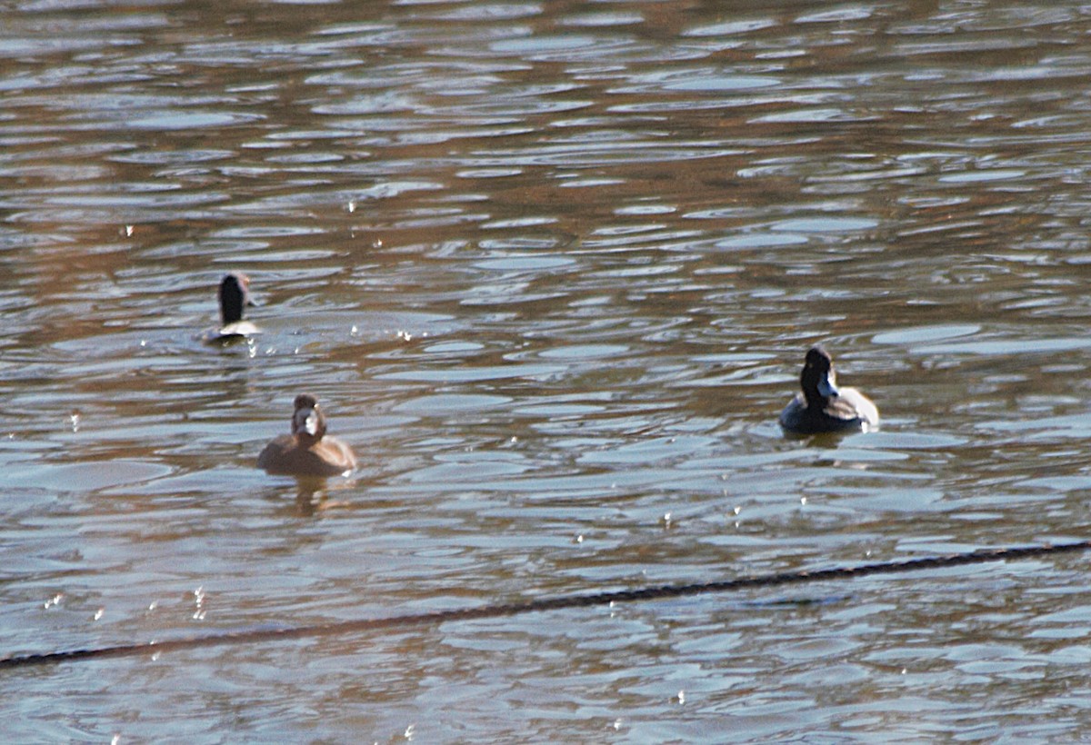 Lesser Scaup - ML646671556