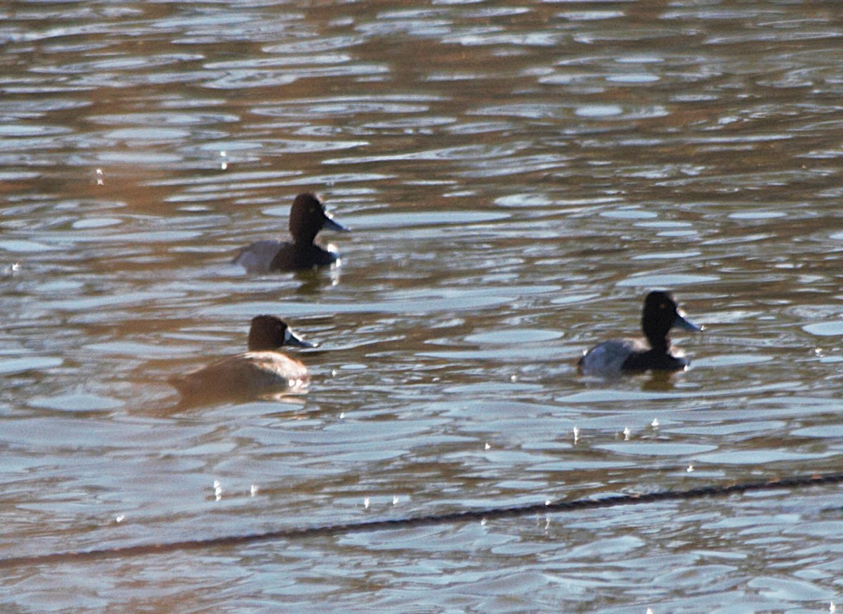 Lesser Scaup - ML646671557