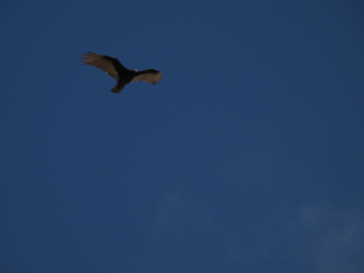 Turkey Vulture - ML646671558