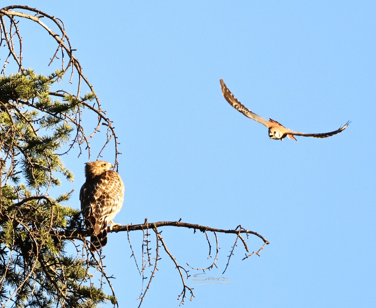 American Kestrel - ML646671559