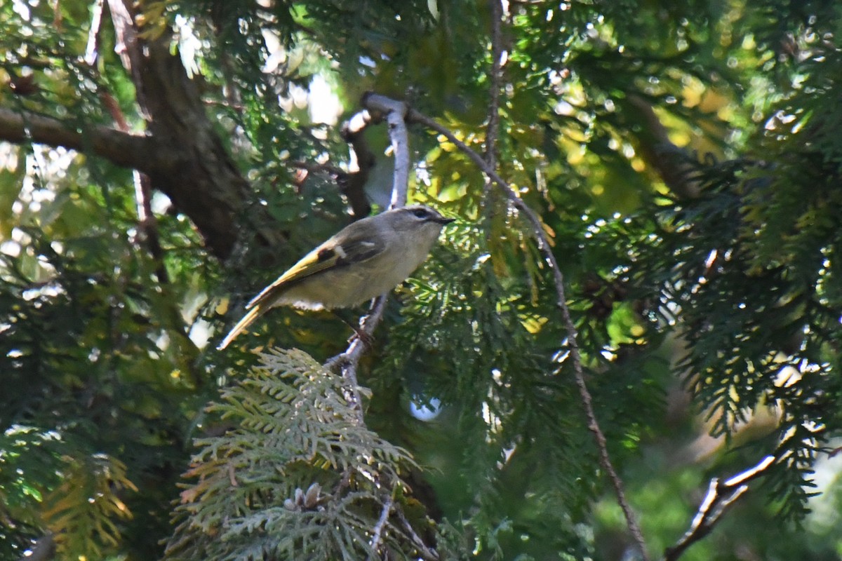 Roitelet à couronne dorée - ML646671560