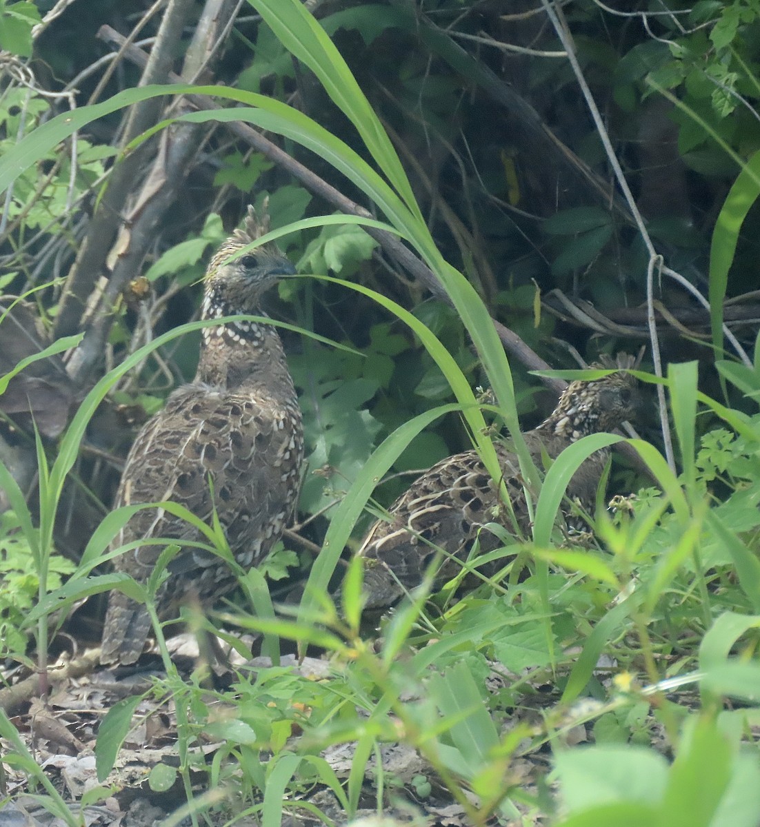 Crested Bobwhite - ML646671561