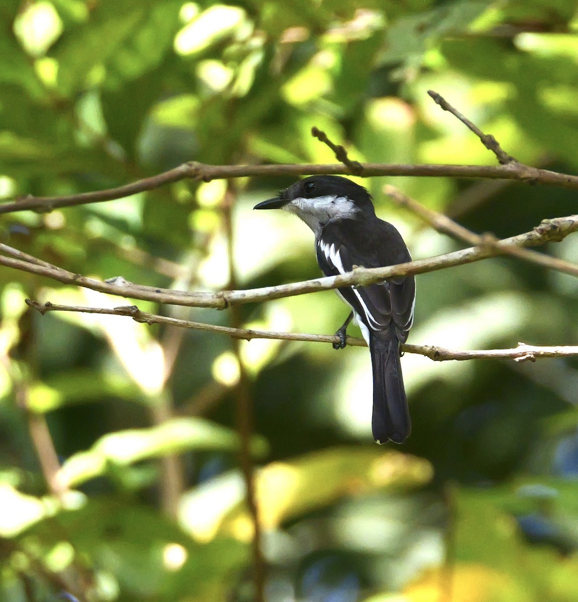 Bar-winged Flycatcher-shrike - ML646671562
