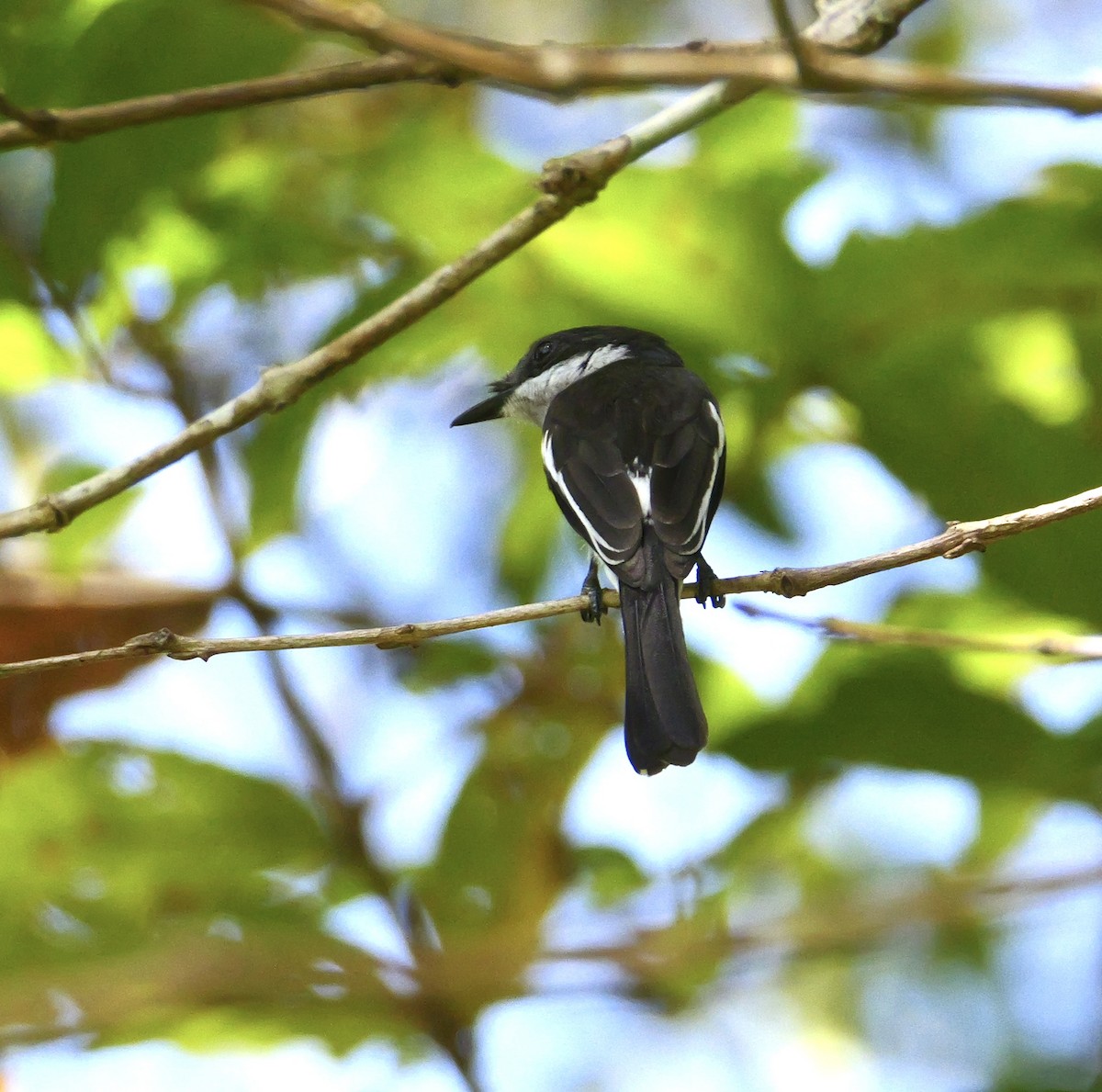Bar-winged Flycatcher-shrike - ML646671563