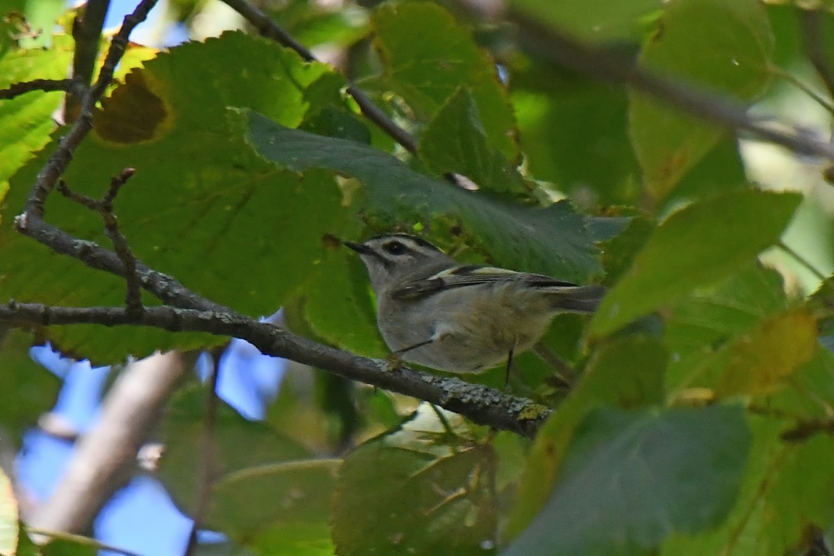 Roitelet à couronne dorée - ML646671565