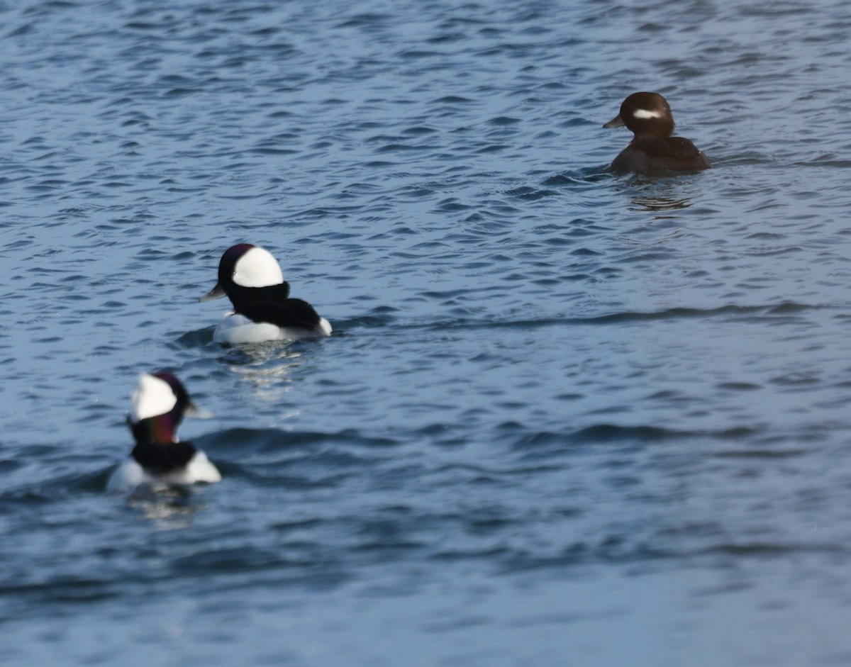 Bufflehead - ML646671567