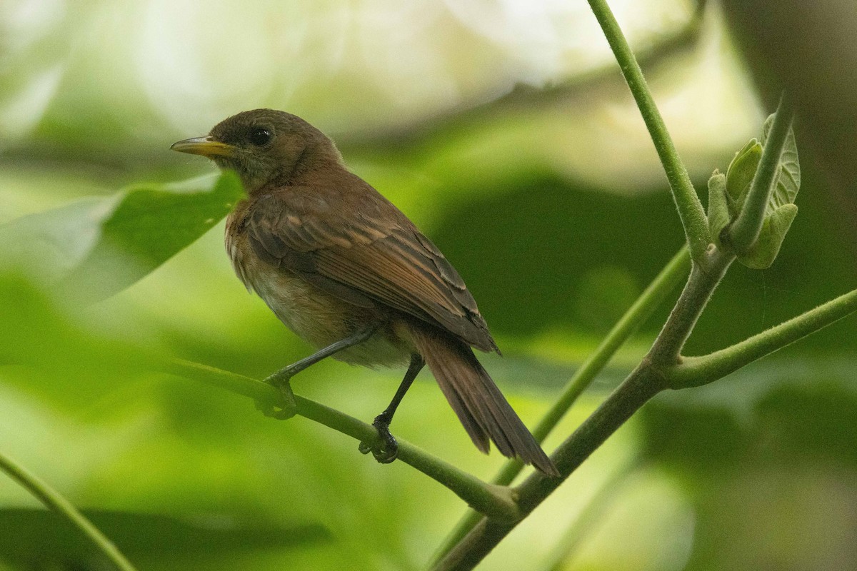 Marquesan Monarch - ML646671568