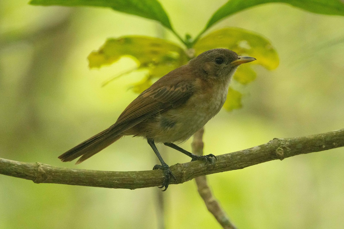 Marquesan Monarch - ML646671569