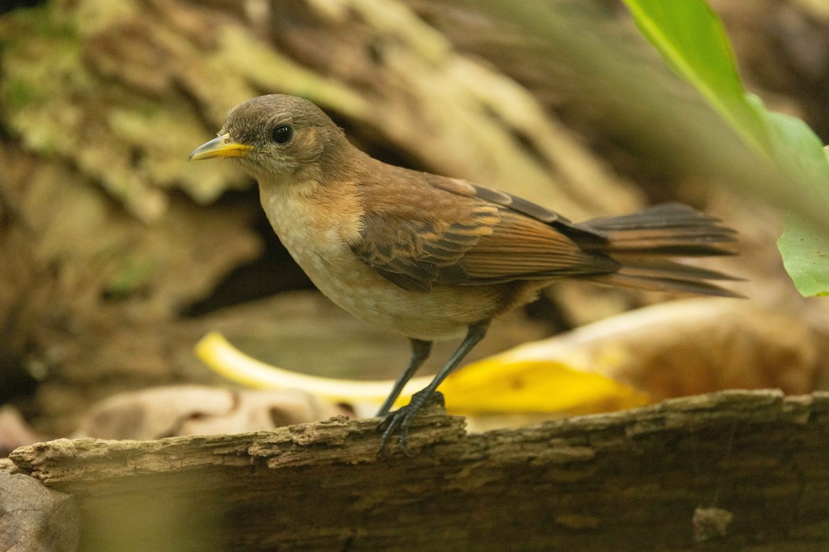 Marquesan Monarch - ML646671570