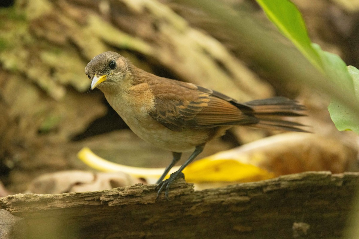 Marquesan Monarch - ML646671571