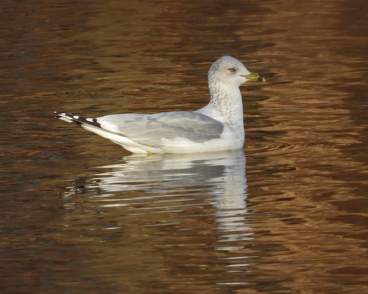 Ring-billed Gull - ML646671572