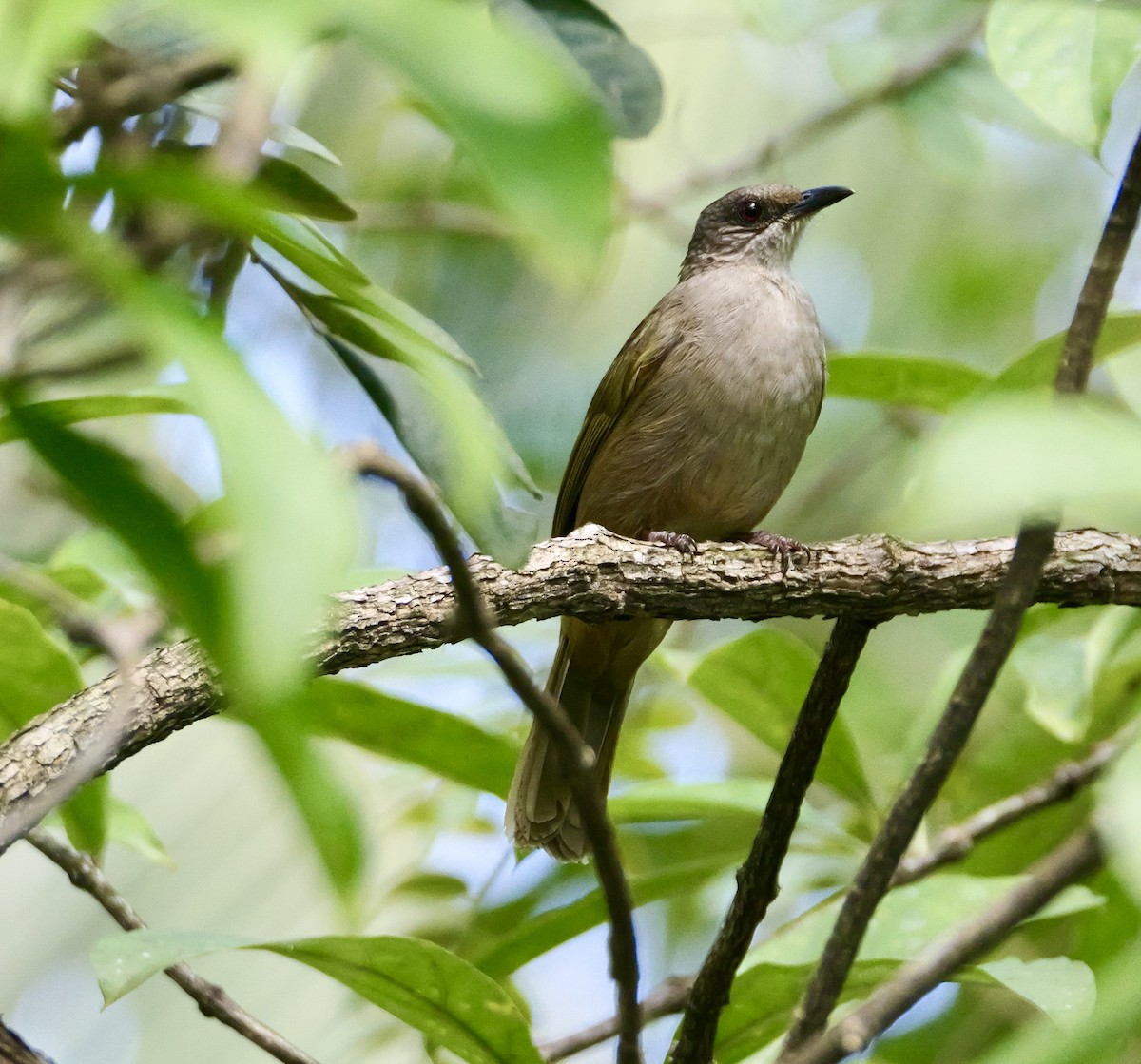 Olive-winged Bulbul (Olive-winged) - ML646671574