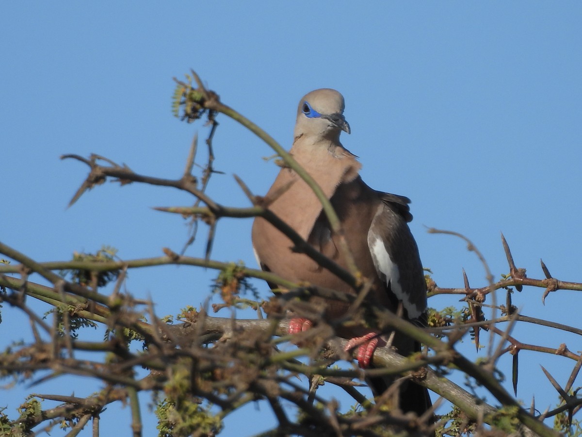 West Peruvian Dove - ML646671575